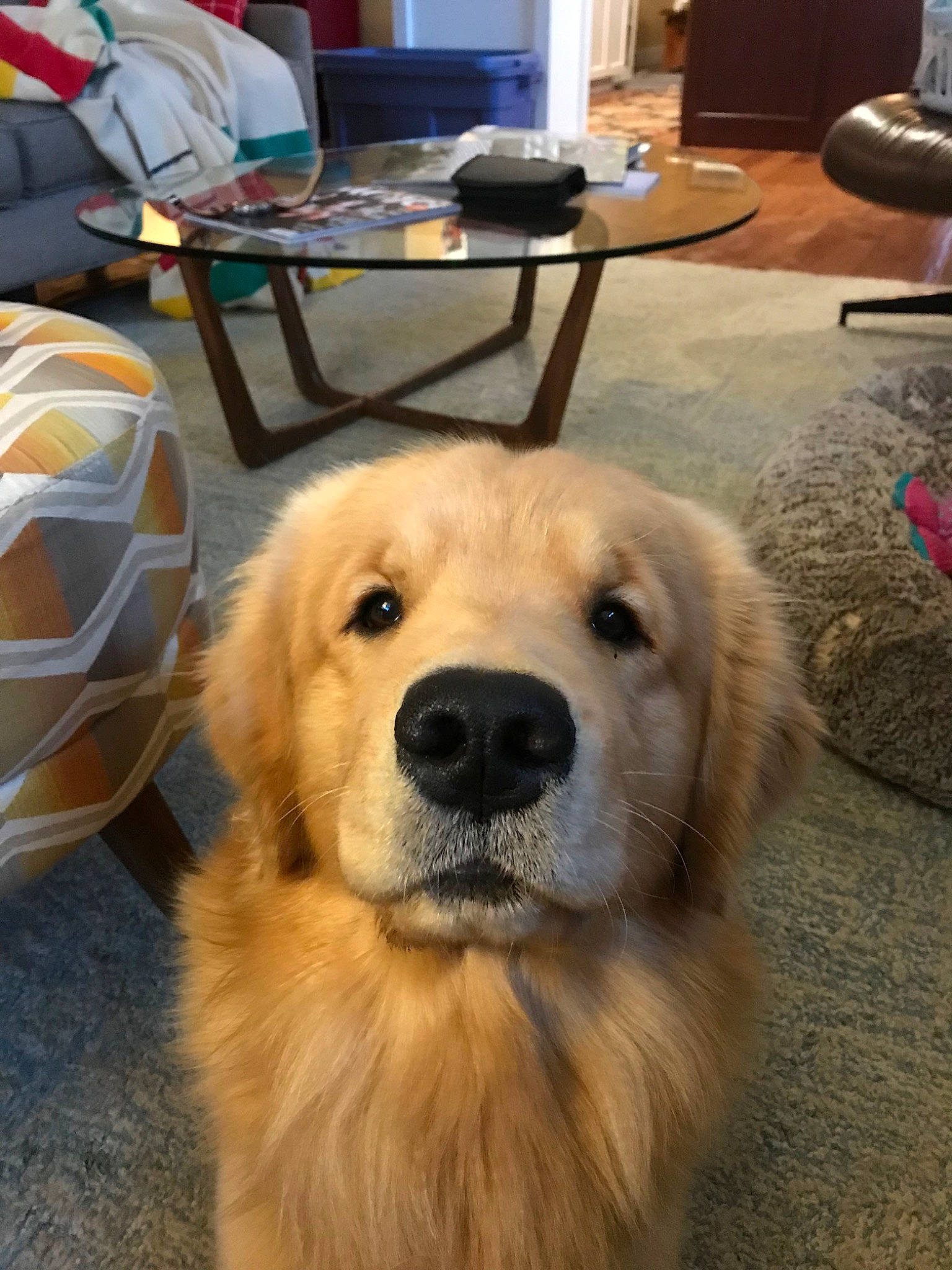 Pongo joined the competition — help win amazing prizes! akbash_dog, ancient_dog_breeds, canidae, carnivore, companion_dog, dog, dog_breed, fawn, flat_coated_retriever, golden_retriever, mammal, maremma_sheepdog, polish_tatra_sheepdog, retriever, snout, sporting_group, vertebrate