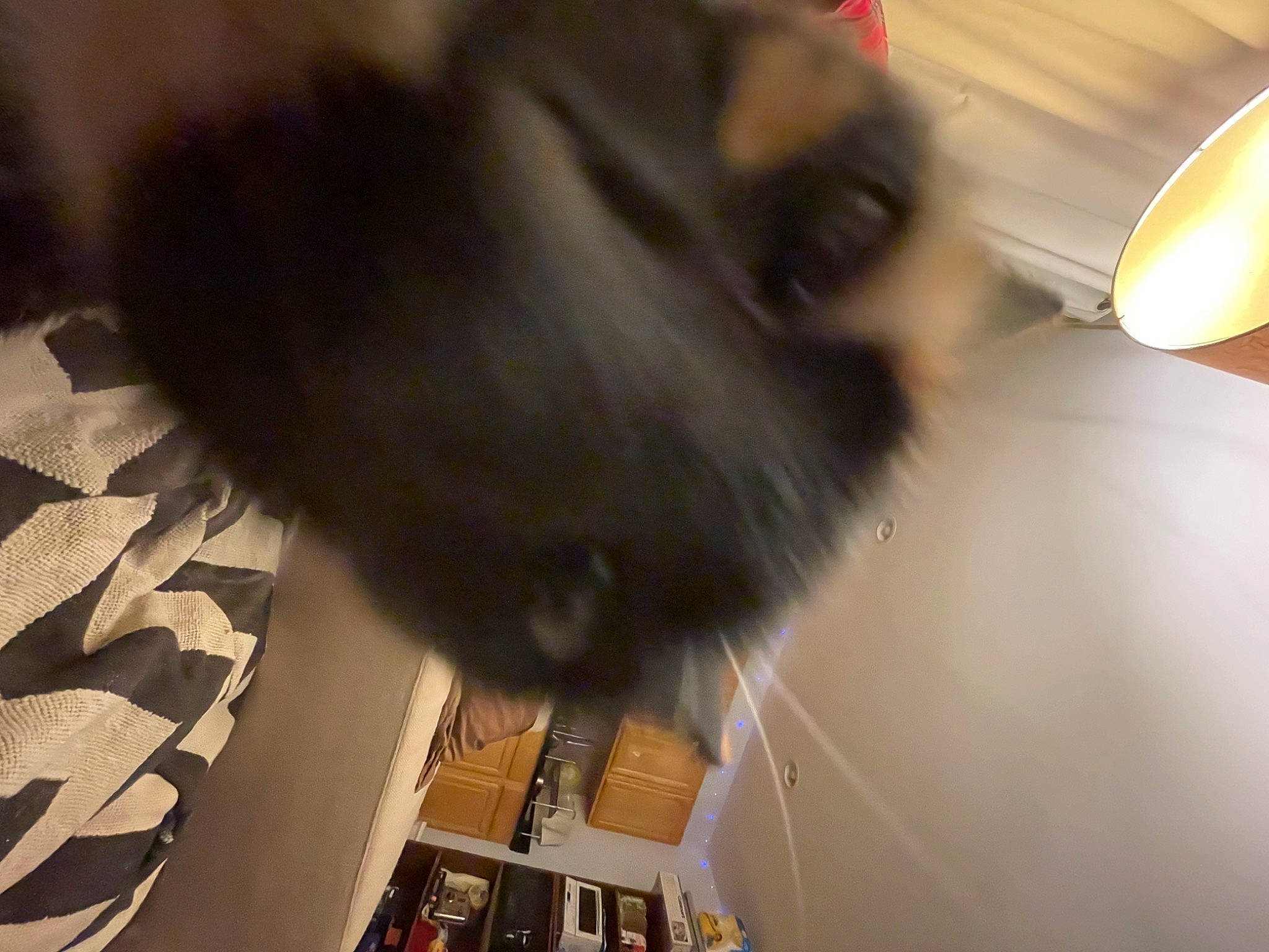 Pie is registered to the contest to win money with this photo: canidae, carnivore, ceiling, companion_dog, dog, dog_breed, fawn, flooring, fur, german_spitz, hardwood, lamp, paw, pomeranian, small_to_medium_sized_cats, sporting_group, tail, toy_dog, whiskers, working_animal