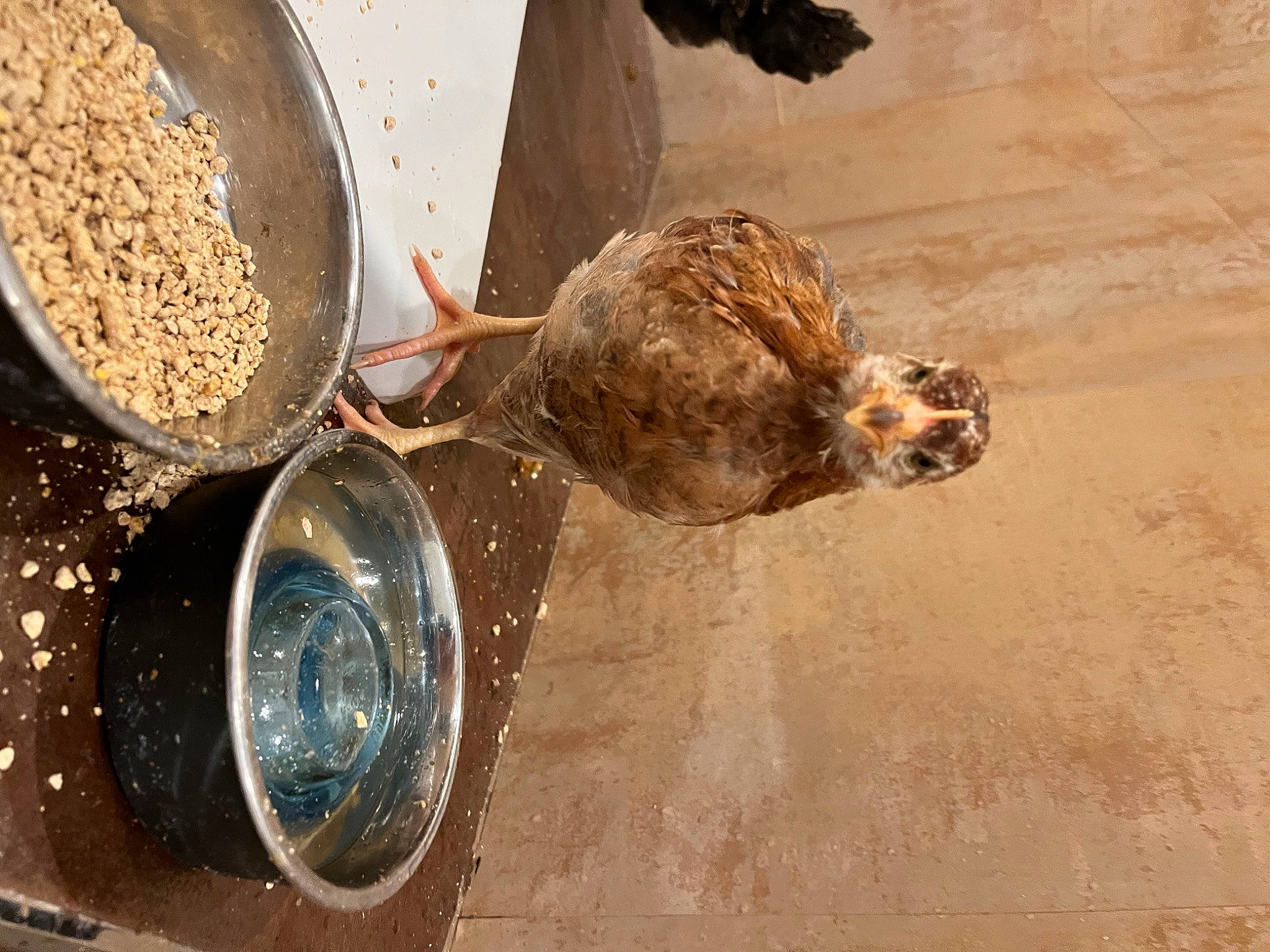 Rowy is registered to the contest to win money with this photo: bird, cooking, cookware_and_bakeware, cuisine, dish, drink, fluid, food, ingredient, kitchen_utensil, liquid, metal, mixture, recipe, soil, spatula, spoon, tableware, terrestrial_animal, wood