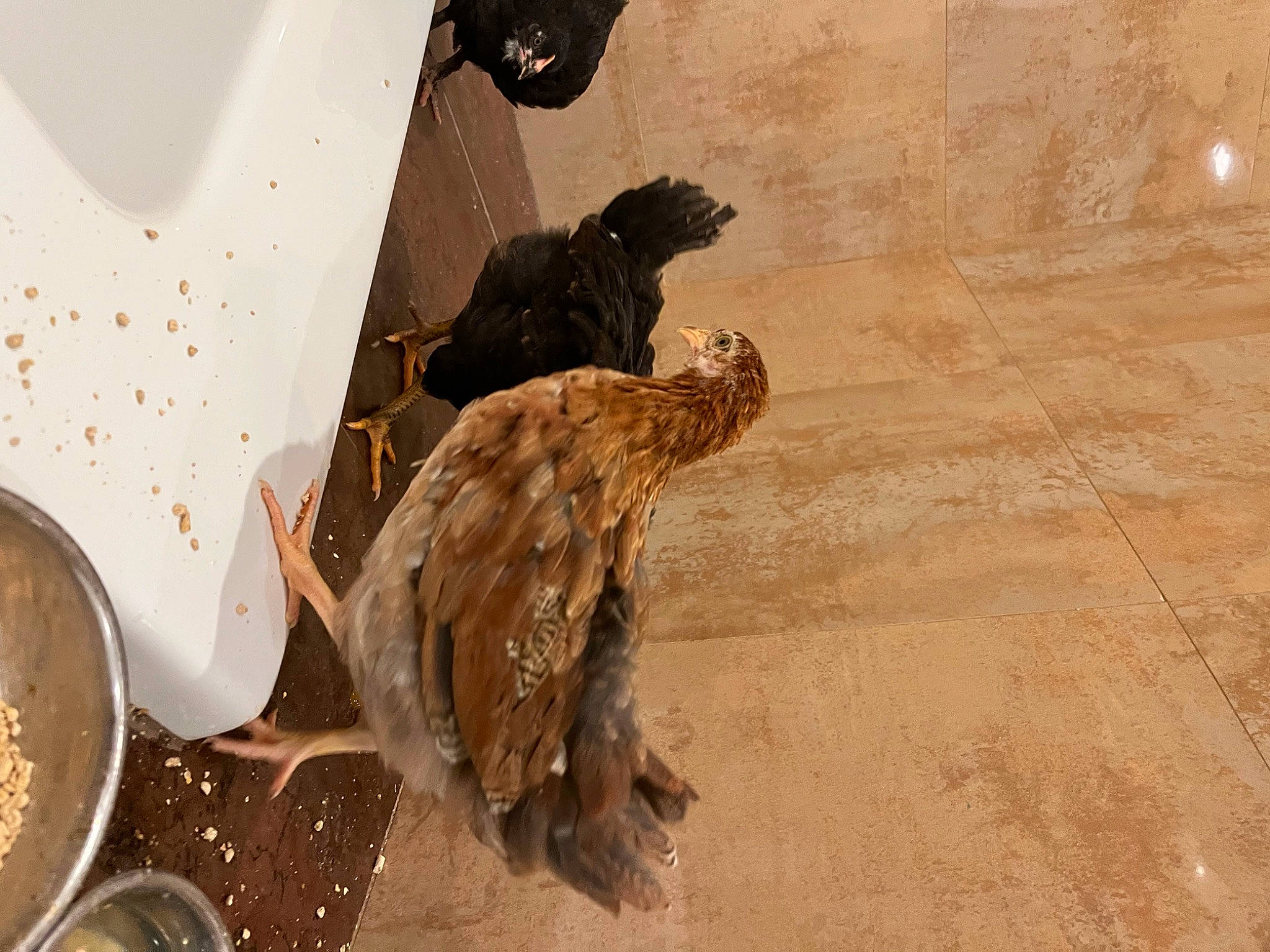 Rowy is registered to the contest to win money with this photo: accipitridae, accipitriformes, automotive_exterior, automotive_lighting, automotive_tire, beak, bird, brown, falconiformes, feather, fender, galliformes, landscape, motor_vehicle, phasianidae, soil, tints_and_shades, vehicle_door, wing, wood