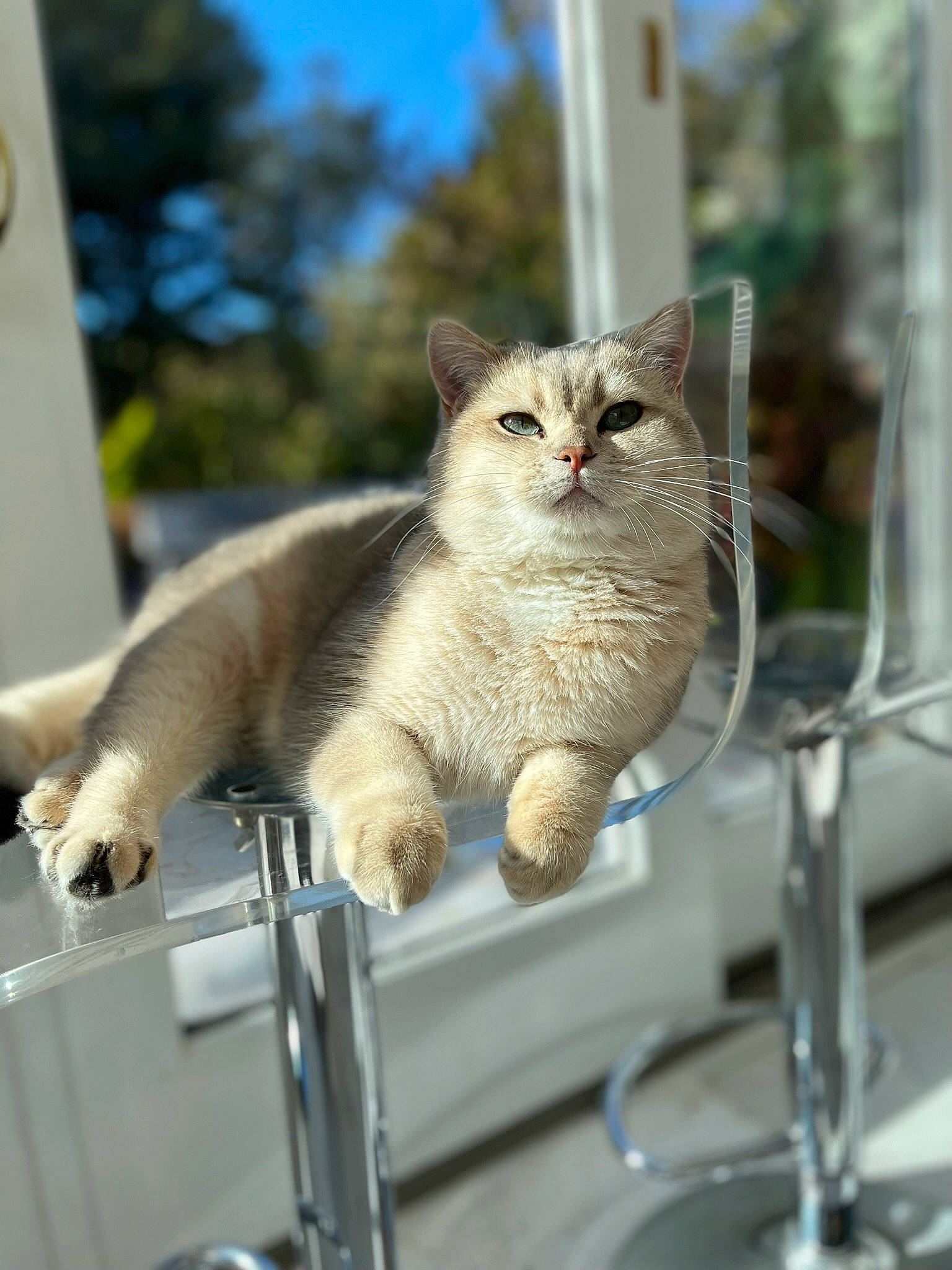 Evan Junior joined the competition — help win amazing prizes! bicycle_handlebar, carnivore, cat, claw, domestic_short_haired_cat, fawn, felidae, fur, glass, metal, paw, sitting, small_to_medium_sized_cats, snout, tail, tap, tree, whiskers, window, windshield
