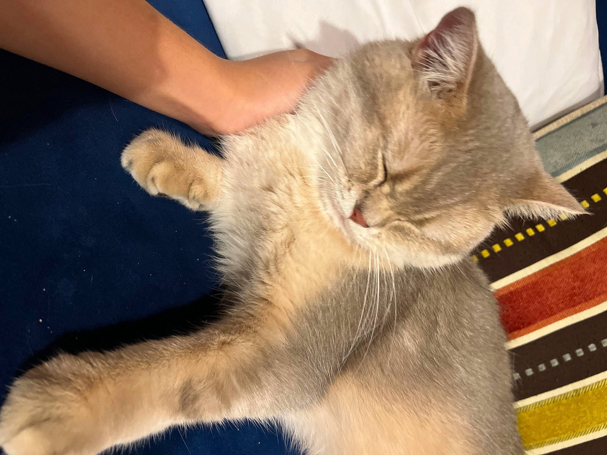 Evan Junior joined the competition — help win amazing prizes! carnivore, cat, claw, comfort, domestic_short_haired_cat, fawn, felidae, foot, fur, gesture, human_leg, nap, paw, sleep, small_to_medium_sized_cats, snout, tail, terrestrial_animal, whiskers