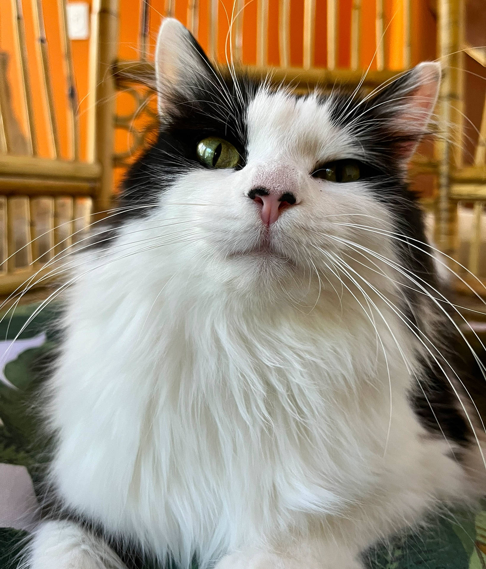 Amy is registered to the contest to win money with this photo: carnivore, cat, felidae, fur, iris, small_to_medium_sized_cats, snout, terrestrial_animal, whiskers, window