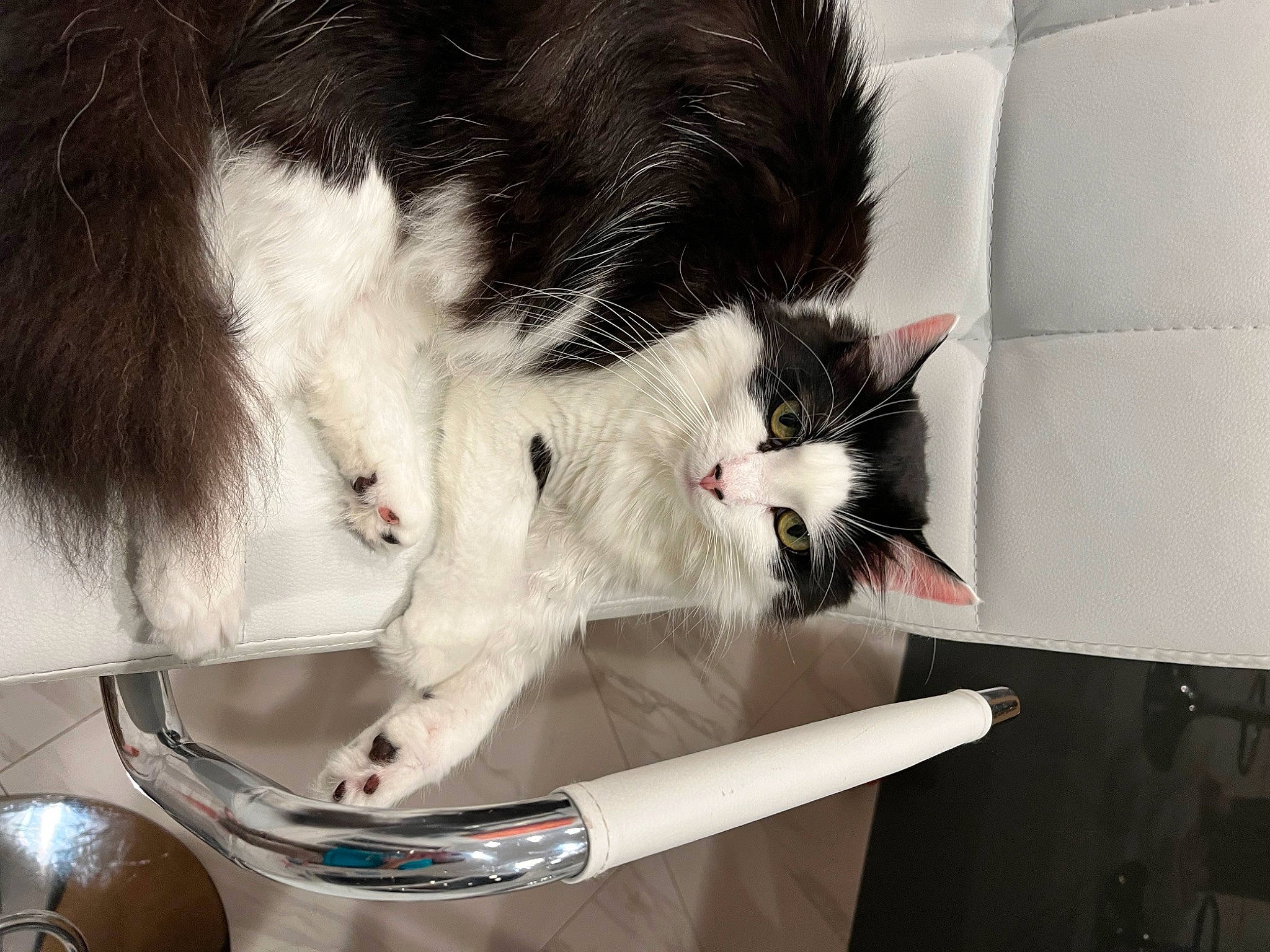 Amy is registered to the contest to win money with this photo: canidae, cardboard, carnivore, cat, claw, comfort, domestic_short_haired_cat, felidae, fur, paw, small_to_medium_sized_cats, tail, whiskers