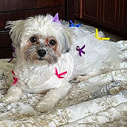 Haley joined the competition — help win amazing prizes! dog, white_dog, pet, ribbons, bedspread, indoor, furniture, cute_outfit, small_dog, fluffy, lying_down, animal, domestic_animal, adorable, decor, wooden_cabinet, bedroom, resting, cozy, domestic