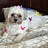 dog, white_dog, pet, ribbons, bedspread, indoor, furniture, cute_outfit, small_dog, fluffy, lying_down, animal, domestic_animal, adorable, decor, wooden_cabinet, bedroom, resting, cozy, domestic