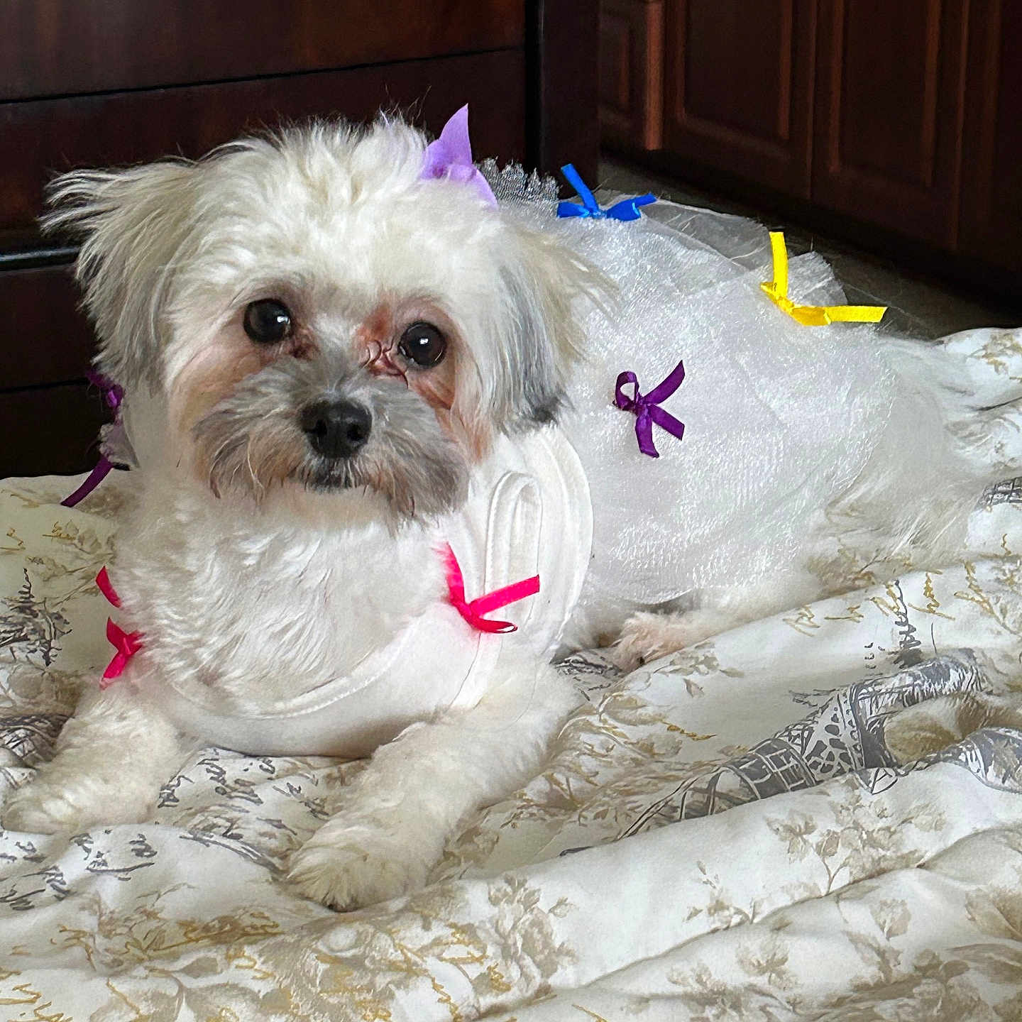 Haley joined the competition — help win amazing prizes! dog, white_dog, pet, ribbons, bedspread, indoor, furniture, cute_outfit, small_dog, fluffy, lying_down, animal, domestic_animal, adorable, decor, wooden_cabinet, bedroom, resting, cozy, domestic