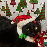 Zeus joined the competition — help win amazing prizes! animal, black_cat, cat, christmas, costume, cute, face, festive, fur, green, holiday, indoor, patterned_background, pet, red, relaxing, santa_hat, white, wrapped_gift, yellow_eyes