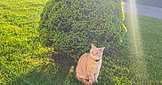 Patatou a rejoint le concours — aidez-le/la à gagner de superbes lots ! animal, bush, calm, cat, collar, daylight, grass, greenery, lens_flare, nature, orange_cat, outdoor, pet, residential, shadow, sitting, street, sunbeam, sunlight, tree