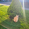 animal, bush, calm, cat, collar, daylight, grass, greenery, lens_flare, nature, orange_cat, outdoor, pet, residential, shadow, sitting, street, sunbeam, sunlight, tree