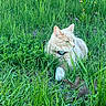 Patatou a rejoint le concours — aidez-le/la à gagner de superbes lots ! animal, cat, closeup, collar, daylight, environment, feline, grass, greenery, leaf, mammal, nature, outdoor, peaceful, pet, quiet, relaxing, resting, summer, wildflower