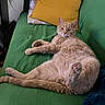 Patatou participe au concours pour gagner de l'argent avec cette photo : animal, cat, comfort, couch, cozy, cute, domestic_animal, feline, fluffy, fur, green_couch, indoor, laying_down, living_room, orange_cat, paw, pet, relaxed, resting, yellow_pillow