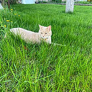 Patatou a rejoint le concours — aidez-le/la à gagner de superbes lots ! alert, animal, cat, collar, dandelion, domestic_animal, feline, flora, garden, grass, greenery, nature, outdoor, pet, plant, relaxing, small_flower, summer, sunlight, yard