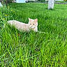 alert, animal, cat, collar, dandelion, domestic_animal, feline, flora, garden, grass, greenery, nature, outdoor, pet, plant, relaxing, small_flower, summer, sunlight, yard