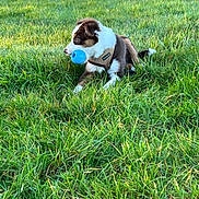 Aïko participe au concours pour gagner de l'argent avec cette photo : animal, ball, canine, cute, dog, fur, grass, greenery, leisure, muzzle, nature, outdoor, pet, playful, puppy, resting, sunlight, toy, yard, young