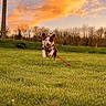 animal, canine, clouds, daylight, dog, energy, field, grass, green, happy, landscape, leash, nature, outdoor, playful, running, sky, sunset, trees, vibrant
