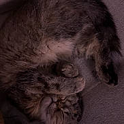 Athena a rejoint le concours — aidez-le/la à gagner de superbes lots ! cat, tabby, sleeping, paw, fur, cozy, carpet, indoor, relaxed, pet, animal, cute, whiskers, feline, resting, blanket, soft, domestic, mammal, curled_up