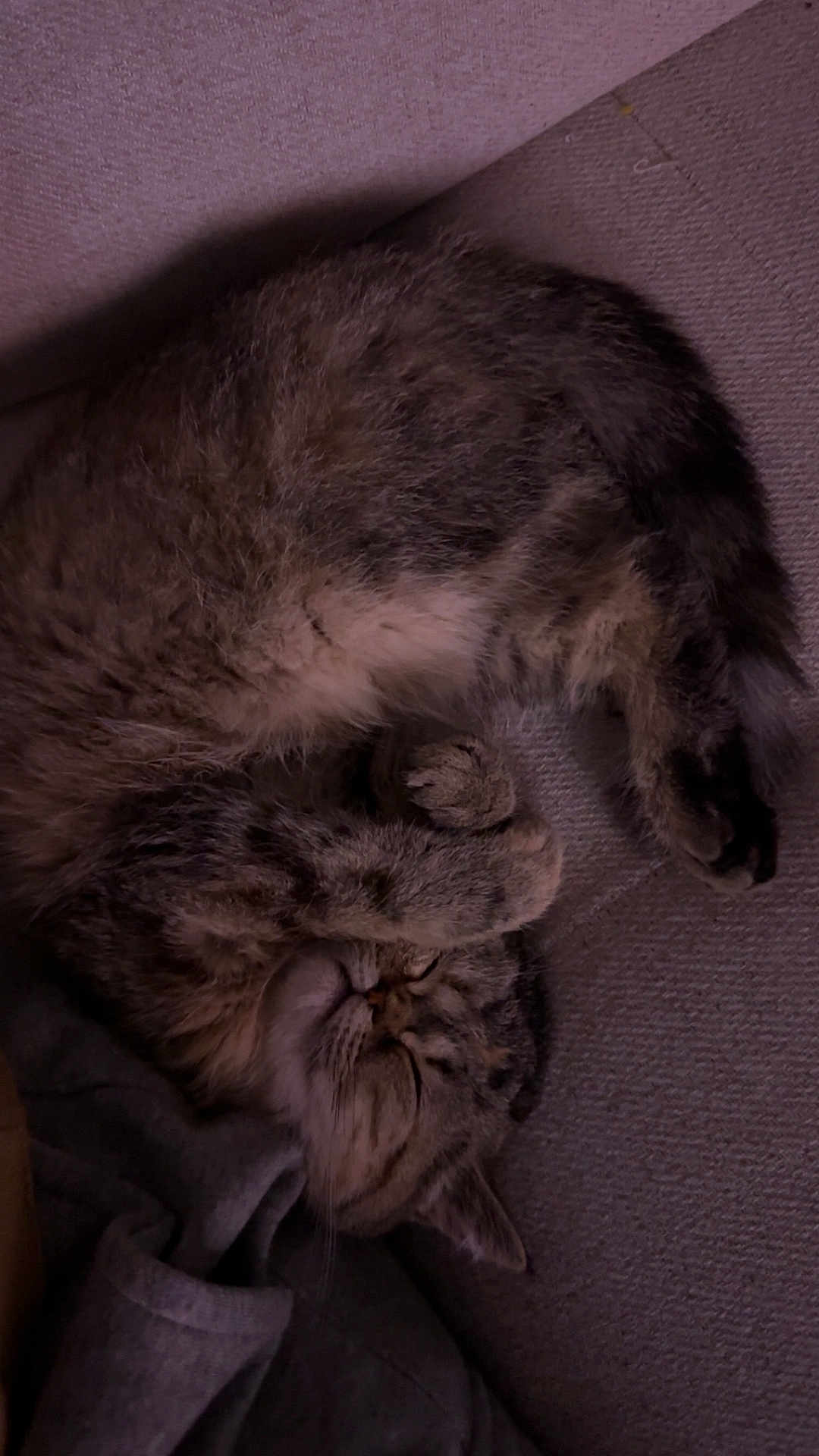 Athena a rejoint le concours — aidez-le/la à gagner de superbes lots ! cat, tabby, sleeping, paw, fur, cozy, carpet, indoor, relaxed, pet, animal, cute, whiskers, feline, resting, blanket, soft, domestic, mammal, curled_up