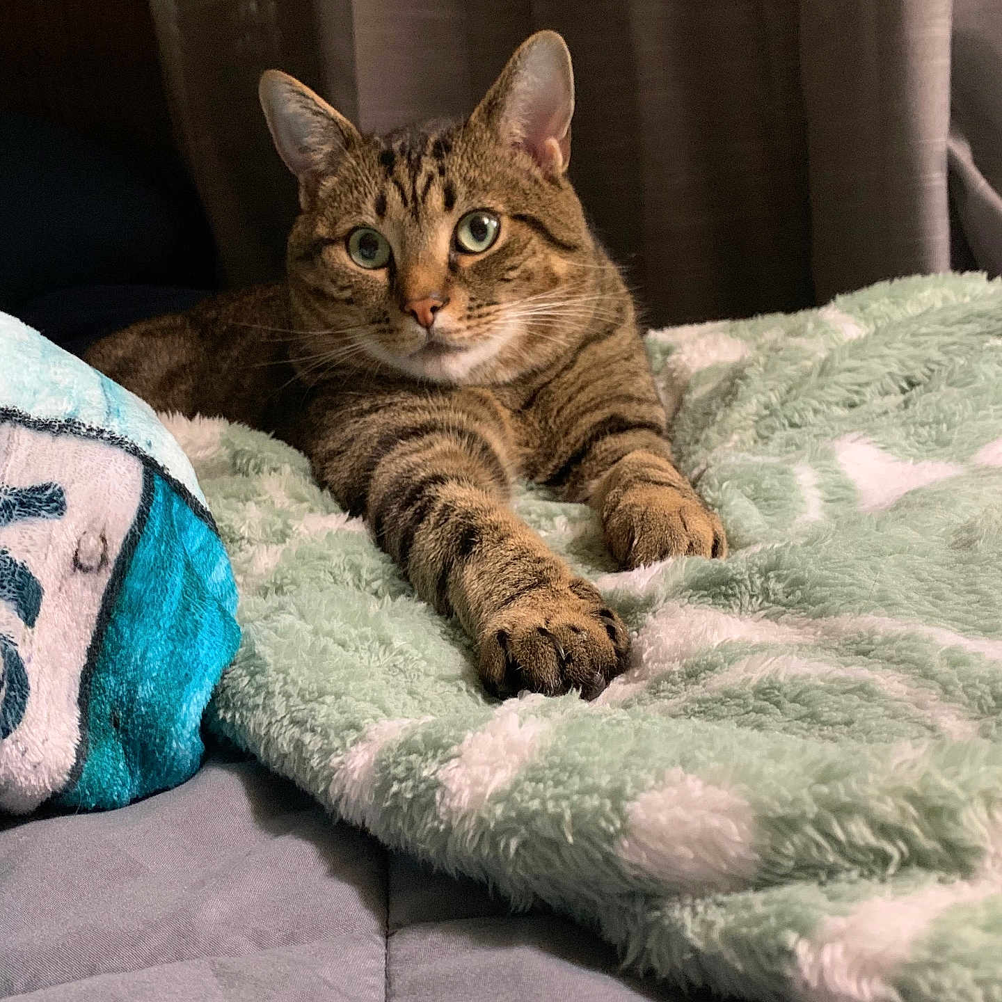 Bubba joined the competition — help win amazing prizes! animal, bed, blanket, cat, cozy, curious, cute, feline, fur, home, indoor, looking, paws, pet, relaxing, resting, sleepy, soft_texture, tabby_cat, whiskers