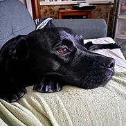 Shadow participe au concours pour gagner de l'argent avec cette photo : dog, black_dog, pet, canine, lying_down, couch, sofa, blanket, indoor, home, living_room, close_up, portrait, black_fur, shiny_coat, nose, paw, eye, relaxed, dramatic