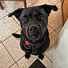 Shadow participe au concours pour gagner de l'argent avec cette photo : dog, black_dog, pet, canine, sitting, indoors, kitchen, tile_floor, red_collar, collar, brown_eyes, floppy_ears, short_hair, portrait, close_up, looking_at_camera, wooden_furniture, table, cabinet, floor_mat