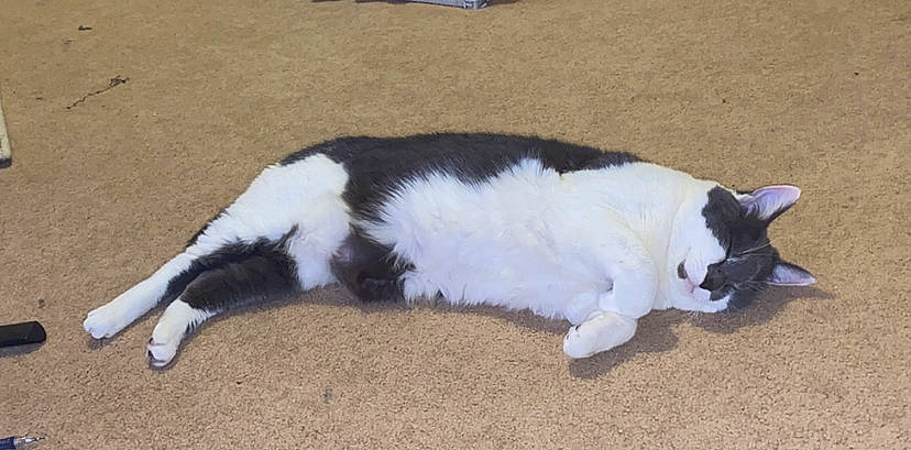 Bo Jackson joined the competition — help win amazing prizes! canidae, carnivore, cat, comfort, companion_dog, dog_breed, domestic_short_haired_cat, felidae, flooring, foot, fur, human_leg, mammal, paw, small_to_medium_sized_cats, snout, sporting_group, tail, terrestrial_animal, whiskers