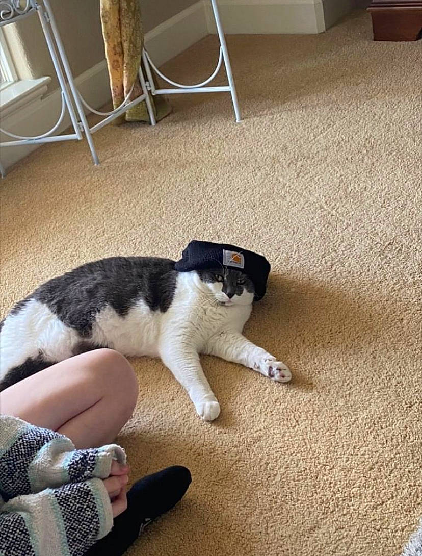 Bo Jackson is registered to the contest to win money with this photo: canidae, carnivore, cat, comfort, dog_breed, domestic_short_haired_cat, felidae, floor, flooring, foot, hardwood, human_leg, lap, room, small_to_medium_sized_cats, snout, sporting_group, tail, whiskers, wood