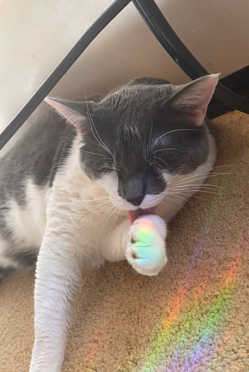 Bo Jackson is registered to the contest to win money with this photo: carnivore, cat, cat_toy, claw, comfort, domestic_short_haired_cat, fawn, felidae, flooring, foot, fur, iris, mammal, nose, paw, pet_supply, small_to_medium_sized_cats, snout, tail, whiskers