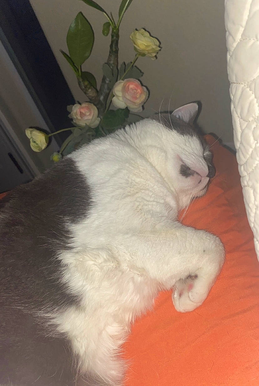 Bo Jackson joined the competition — help win amazing prizes! canidae, carnivore, cat, claw, comfort, dog_breed, domestic_short_haired_cat, fawn, felidae, flooring, flower, fur, hardwood, paw, plant, room, small_to_medium_sized_cats, snout, tail, whiskers