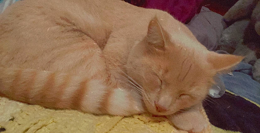 Dude is registered to the contest to win money with this photo: carnivore, cat, comfort, comfort_food, dish, domestic_short_haired_cat, fawn, felidae, fur, ingredient, nap, small_to_medium_sized_cats, whiskers