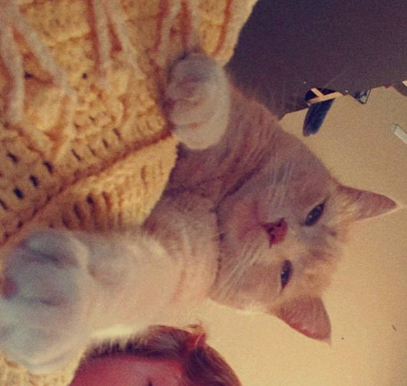 Dude is registered to the contest to win money with this photo: art, carnivore, cat, claw, cloud, comfort, domestic_short_haired_cat, fawn, felidae, fur, nap, paw, sky, small_to_medium_sized_cats, tail, whiskers, wood, wool, woolen, woven_fabric