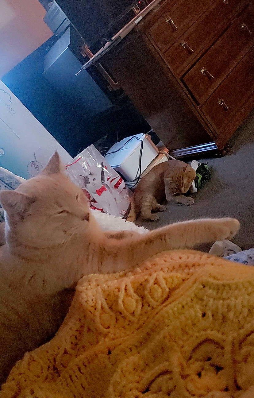 Dude is registered to the contest to win money with this photo: art, cabinetry, carnivore, chest, chest_of_drawers, cupboard, drawer, dresser, fawn, felidae, flooring, fur, hardwood, sand, sculpture, small_to_medium_sized_cats, vehicle_door, visual_arts, whiskers, wood