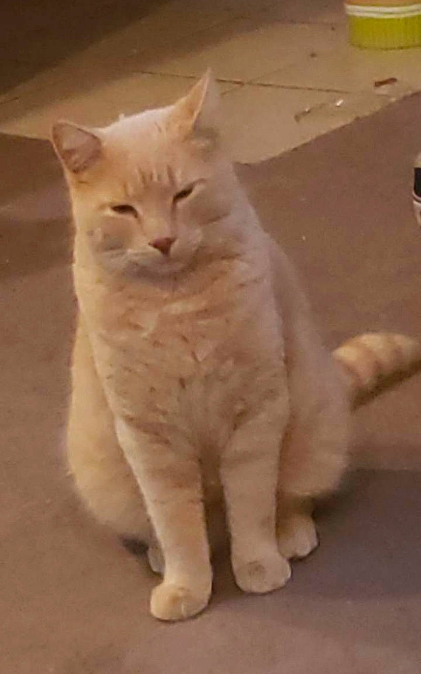 Dude joined the competition — help win amazing prizes! carnivore, cat, claw, domestic_short_haired_cat, fawn, felidae, flooring, fur, paw, sculpture, small_to_medium_sized_cats, snout, tail, terrestrial_animal, whiskers, wood