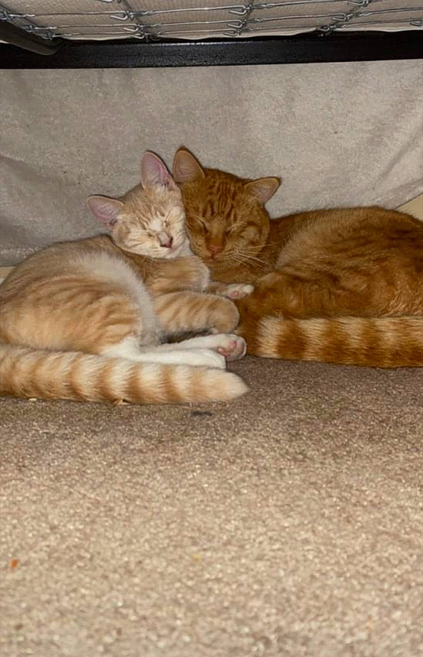 Edgar joined the competition — help win amazing prizes! carnivore, cat, claw, comfort, domestic_short_haired_cat, fawn, felidae, flooring, fur, nap, paw, sitting, sleep, small_to_medium_sized_cats, snout, tail, terrestrial_animal, whiskers, wildlife, wood