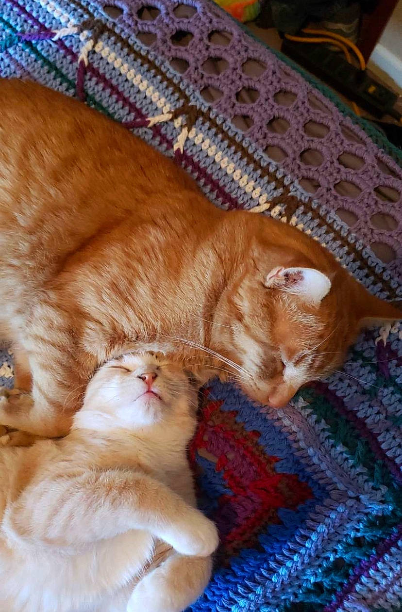 Edgar is registered to the contest to win money with this photo: carnivore, cat, cat_supply, claw, comfort, domestic_short_haired_cat, fawn, felidae, flooring, fur, mat, nap, paw, small_to_medium_sized_cats, tail, whiskers, wood, woven_fabric