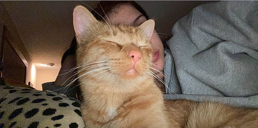 Edgar is registered to the contest to win money with this photo: box, carnivore, cat, cat_supply, claw, comfort, domestic_short_haired_cat, ear, fang, fawn, felidae, fur, nap, paw, small_to_medium_sized_cats, snout, whiskers