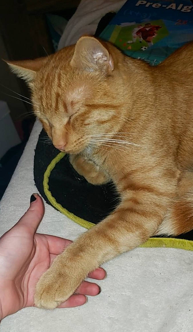 Edgar is registered to the contest to win money with this photo: carnivore, cat, claw, comfort, domestic_short_haired_cat, fawn, felidae, foot, fur, gesture, human_leg, nail, paw, small_to_medium_sized_cats, snout, tail, terrestrial_animal, thumb, toe, whiskers