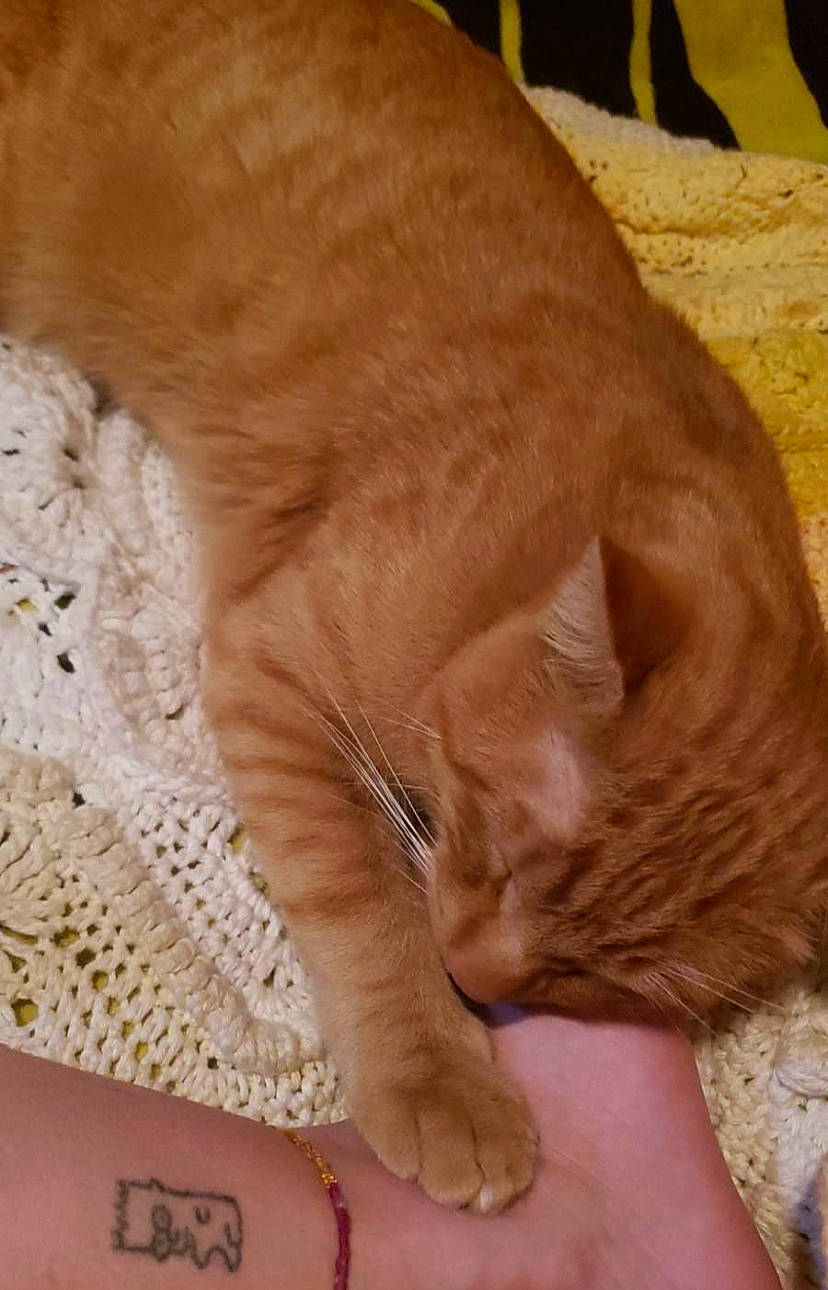 Edgar joined the competition — help win amazing prizes! carnivore, cat, claw, comfort, domestic_short_haired_cat, fawn, felidae, flooring, foot, fur, gesture, human_leg, nap, paw, small_to_medium_sized_cats, snout, tail, whiskers, wood, wrinkle