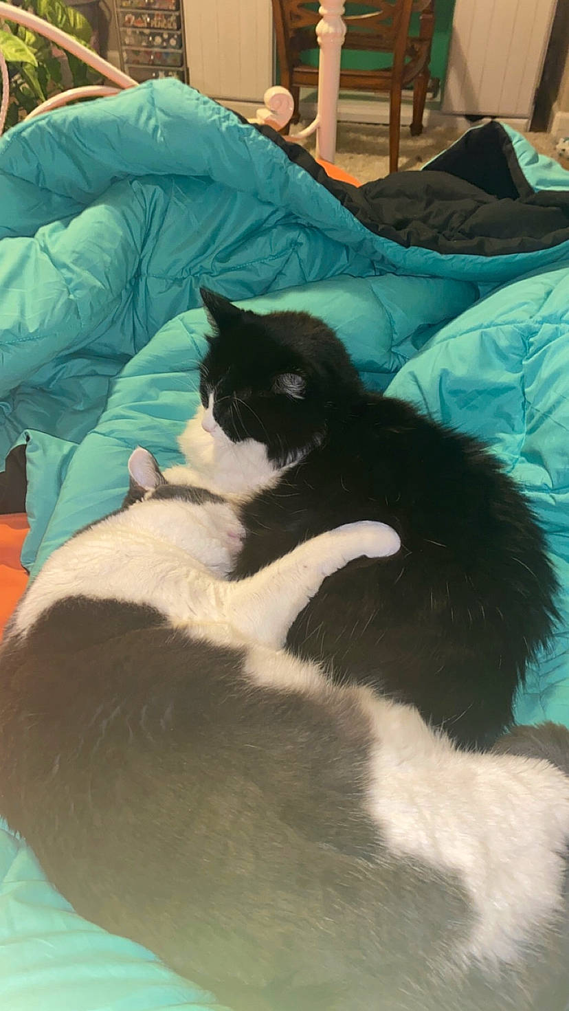 Shug is registered to the contest to win money with this photo: bed, bedding, carnivore, cat, cat_bed, comfort, domestic_short_haired_cat, felidae, fur, grass, lap, linens, mammal, nap, pillow, room, small_to_medium_sized_cats, tail, textile, whiskers