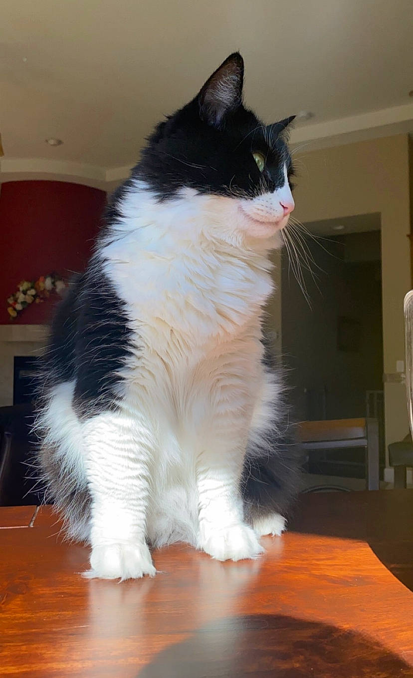 Shug is registered to the contest to win money with this photo: box, carnivore, cat, claw, domestic_short_haired_cat, felidae, floor, flooring, formal_wear, fur, hardwood, paw, sitting, small_to_medium_sized_cats, snout, table, tail, terrestrial_animal, whiskers, wood