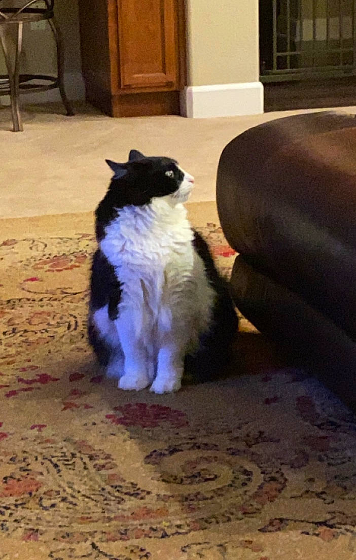 Shug joined the competition — help win amazing prizes! carnivore, cat, comfort, companion_dog, couch, dog_breed, door, felidae, floor, flooring, formal_wear, fur, hardwood, room, small_to_medium_sized_cats, tail, terrestrial_animal, tints_and_shades, whiskers, wood