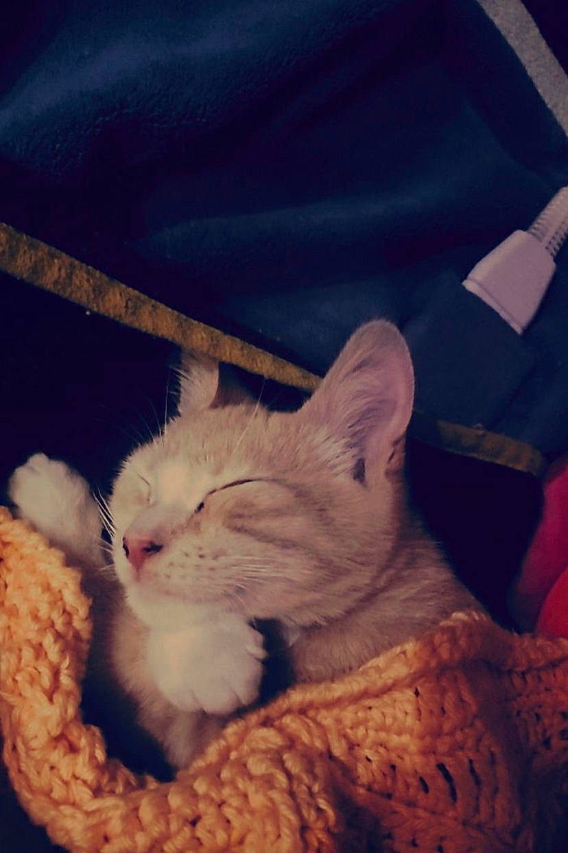 Gus is registered to the contest to win money with this photo: bed, carnivore, cat, cloud, comfort, domestic_short_haired_cat, fawn, felidae, foot, fur, hat, love, meteorological_phenomenon, paw, sky, small_to_medium_sized_cats, tail, textile, whiskers, wool