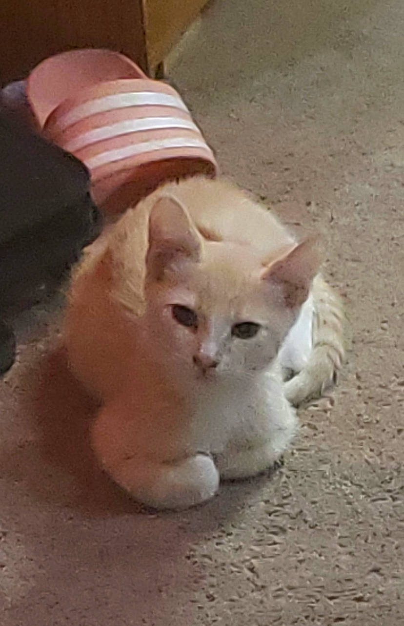 Gus is registered to the contest to win money with this photo: carnivore, cat, cat_supply, claw, comfort, domestic_short_haired_cat, fawn, felidae, fur, paw, sand, small_to_medium_sized_cats, snout, tail, terrestrial_animal, whiskers, wood