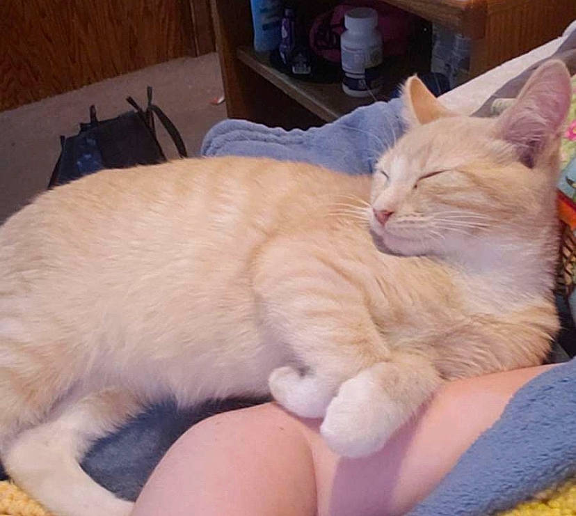 Gus joined the competition — help win amazing prizes! bed, carnivore, cat, claw, comfort, domestic_short_haired_cat, fawn, felidae, foot, fur, gesture, human_leg, lap, nail, nap, paw, small_to_medium_sized_cats, snout, tail, whiskers