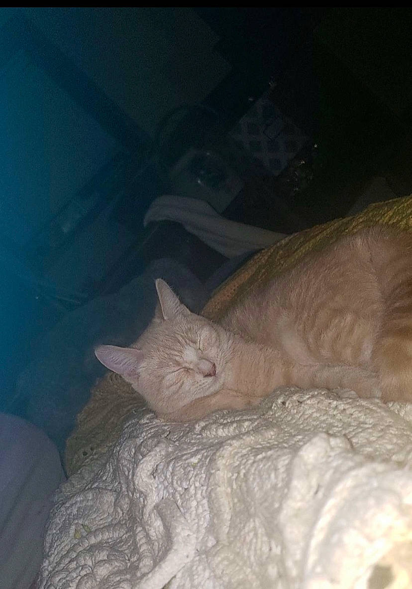 Gus is registered to the contest to win money with this photo: bed, bedding, carnivore, cat, comfort, darkness, domestic_short_haired_cat, fawn, felidae, fur, human_leg, linens, nap, paw, room, sleep, small_to_medium_sized_cats, tail, whiskers, wood