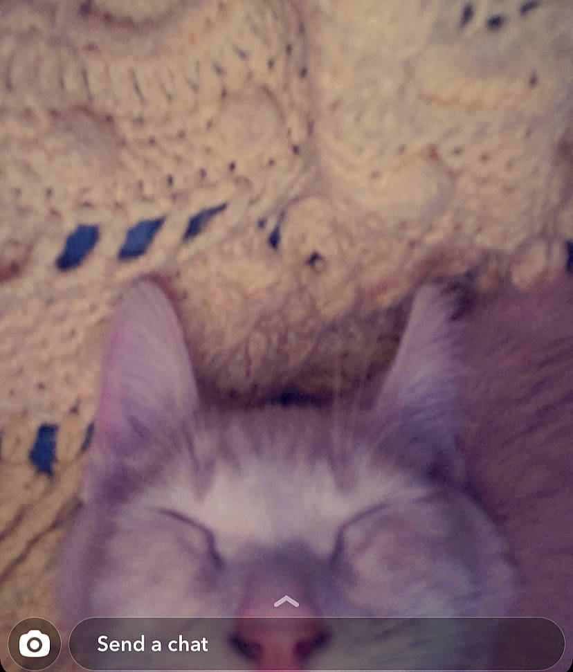 Gus is registered to the contest to win money with this photo: carnivore, cat, claw, close_up, cloud, domestic_short_haired_cat, felidae, fur, macro_photography, organism, paw, photo_caption, small_to_medium_sized_cats, snout, tail, whiskers