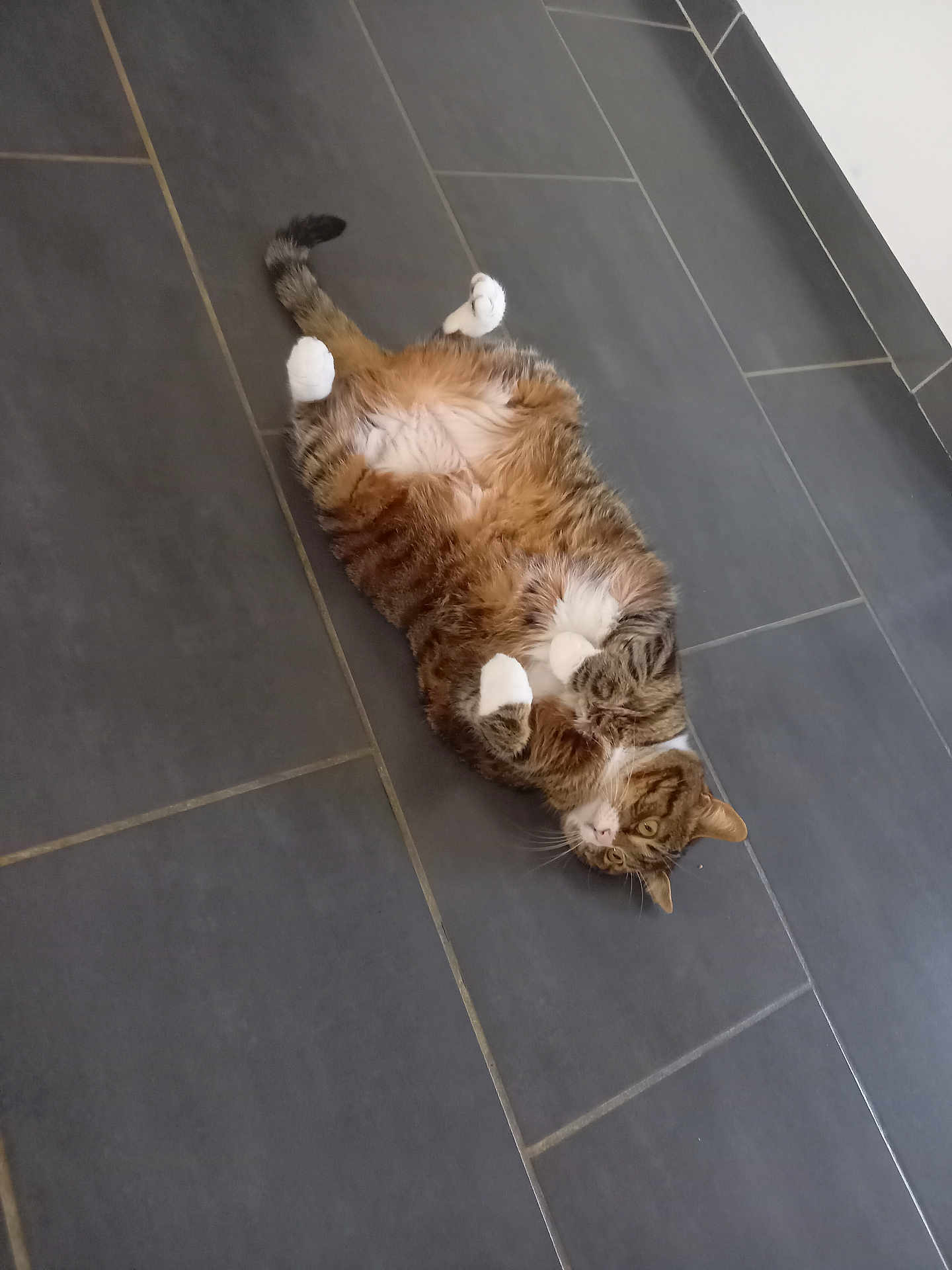 Tsuki a rejoint le concours — aidez-le/la à gagner de superbes lots ! animal, belly_up, cat, cute, domestic_cat, ears, floor, fluffy, fur, indoor, lying_down, pet, playful, relaxed, striped, tabby, tiles, whiskers, white_paws
