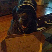 Cowboy joined the competition — help win amazing prizes! dog, hat, glasses, cardboard_sign, indoor, wooden_floor, dim_lighting, pet, animal, blur, furniture, living_room, home, floor, brown, canine, cute, accessory, sign, funny