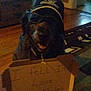dog, hat, glasses, cardboard_sign, indoor, wooden_floor, dim_lighting, pet, animal, blur, furniture, living_room, home, floor, brown, canine, cute, accessory, sign, funny