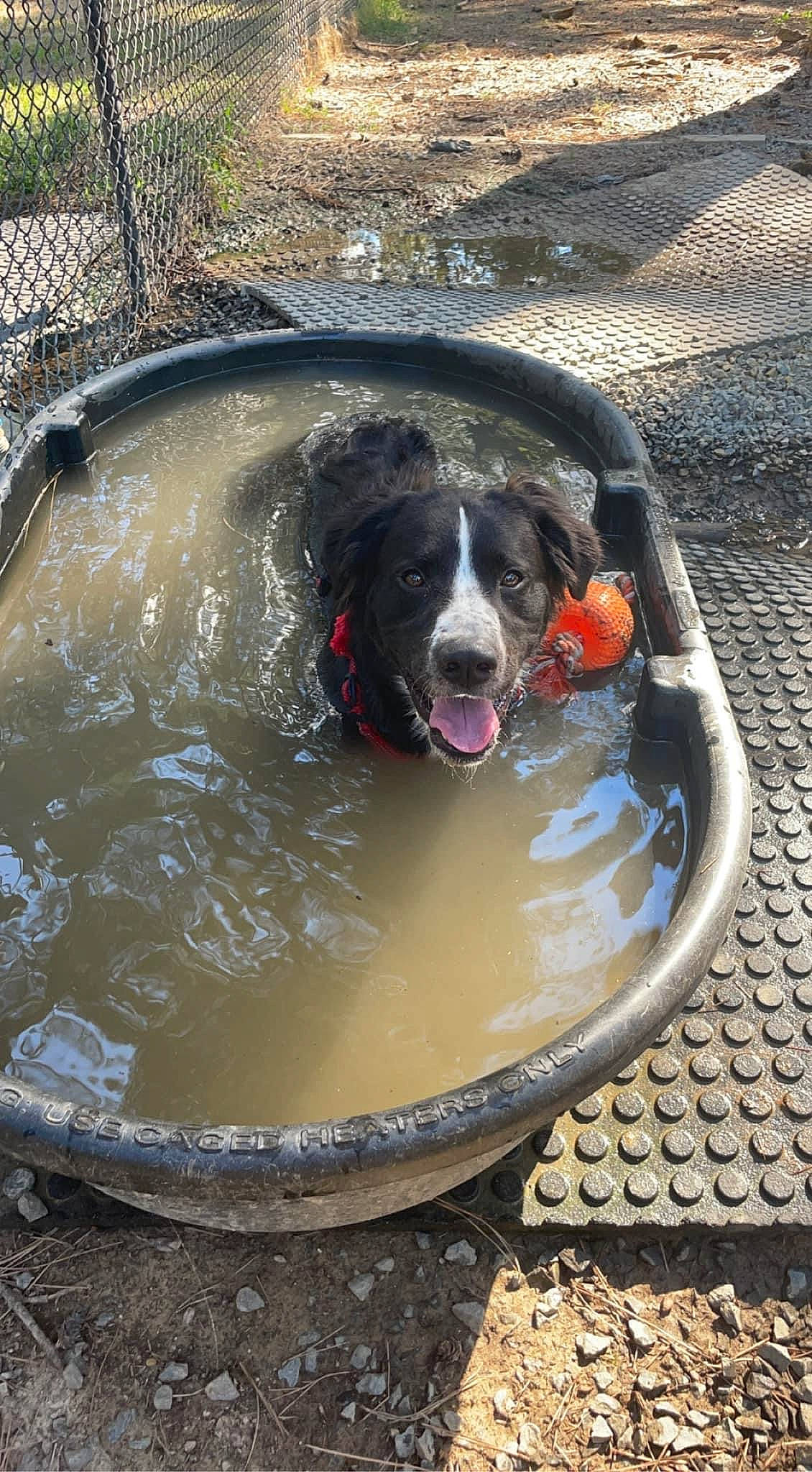 Champion is registered to the contest to win money with this photo: auto_part, canal, canidae, carnivore, companion_dog, dog, dog_breed, fluid, gun_dog, leisure, liquid, plant, recreation, reflection, sporting_group, water, working_animal, working_dog